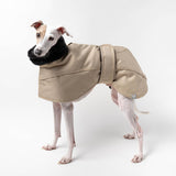 Italian Greyhound dog wearing a Winter Coat in Sand standing left side on 