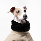 Italian Greyhound Winter Coat Sand Close up